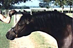 Bristol Esprit posing in-hand showing her gracefully curved neck